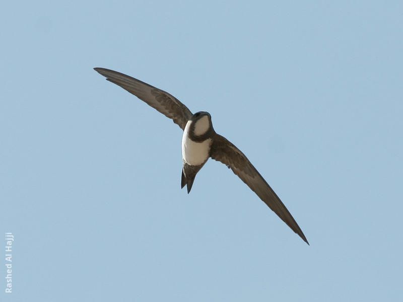 Alpine Swift