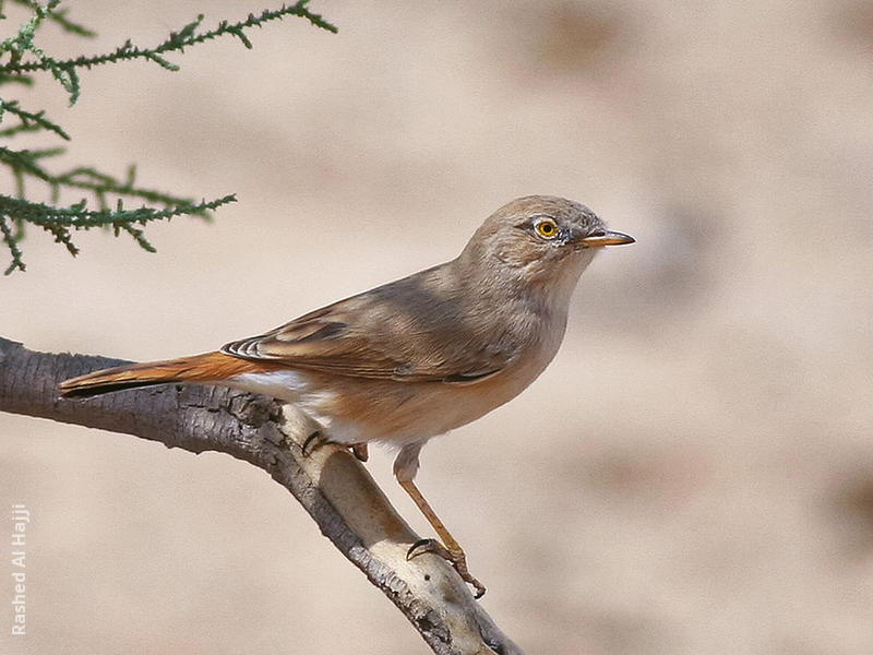 Asian Desert Warbler