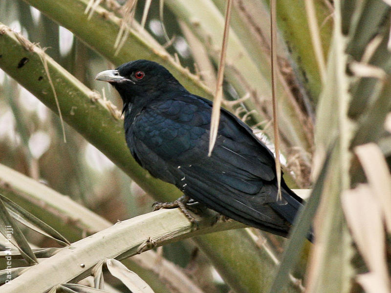 Asian Koel