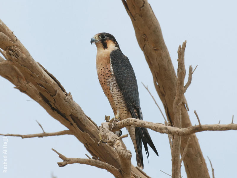 Barbary Falcon