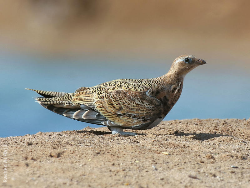 Black-bellied Sandgrouse (Immature or female)