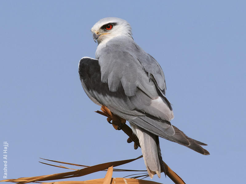 Black-winged Kite