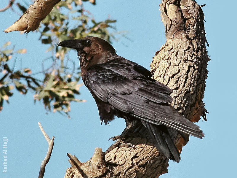 Brown-necked Raven