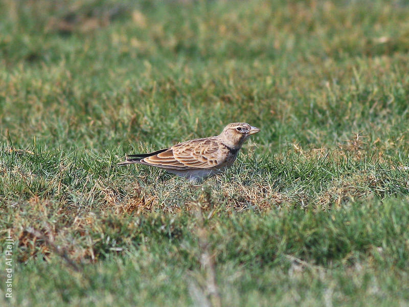 Calandra Lark