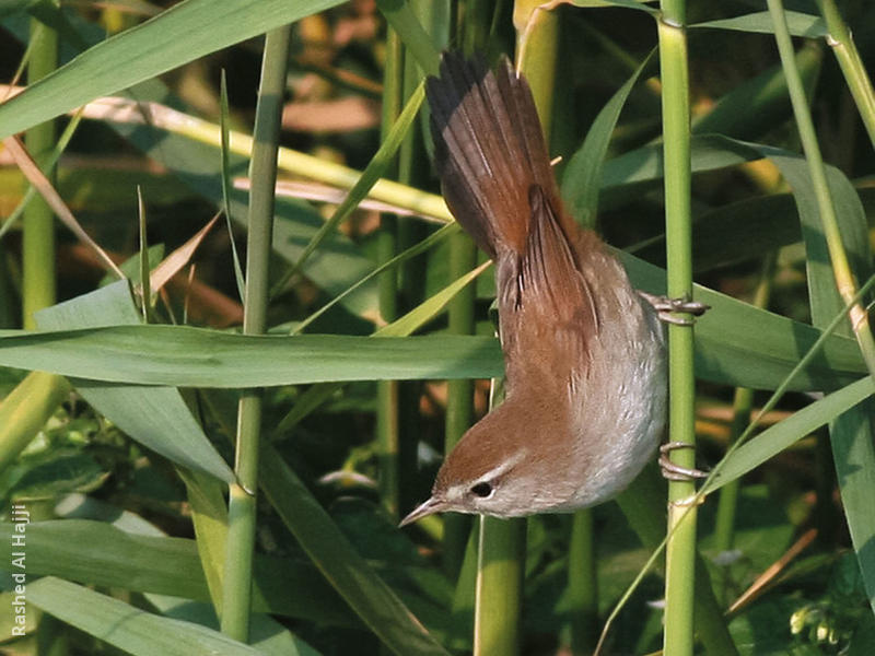 Cetti’s Warbler