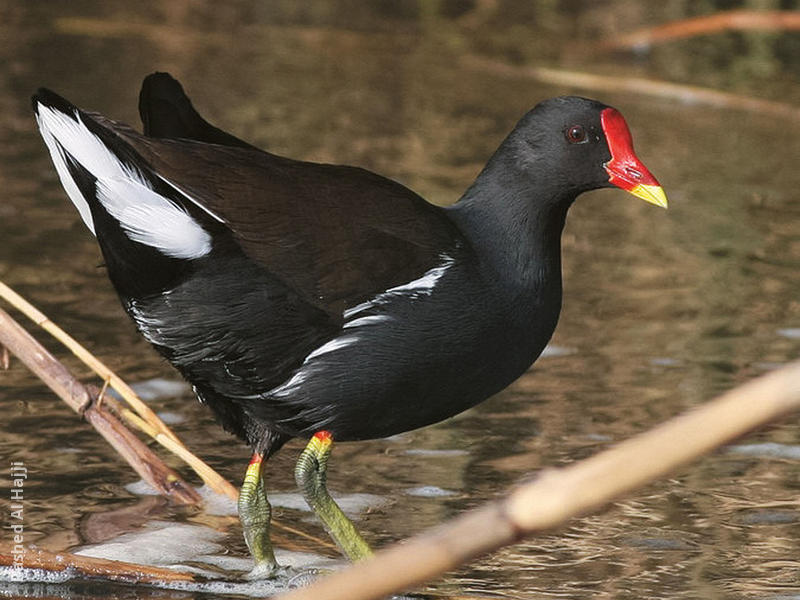 Common Moorhen