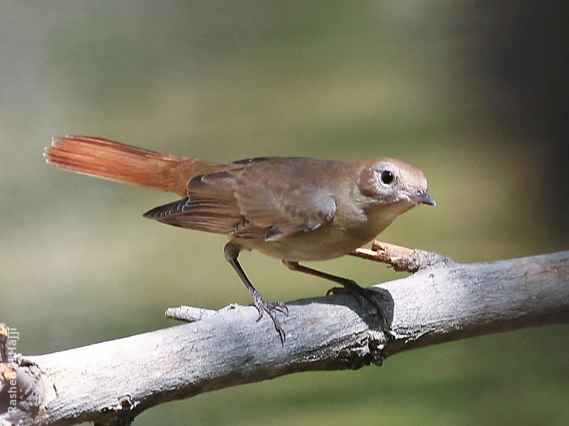 Common Nightingale