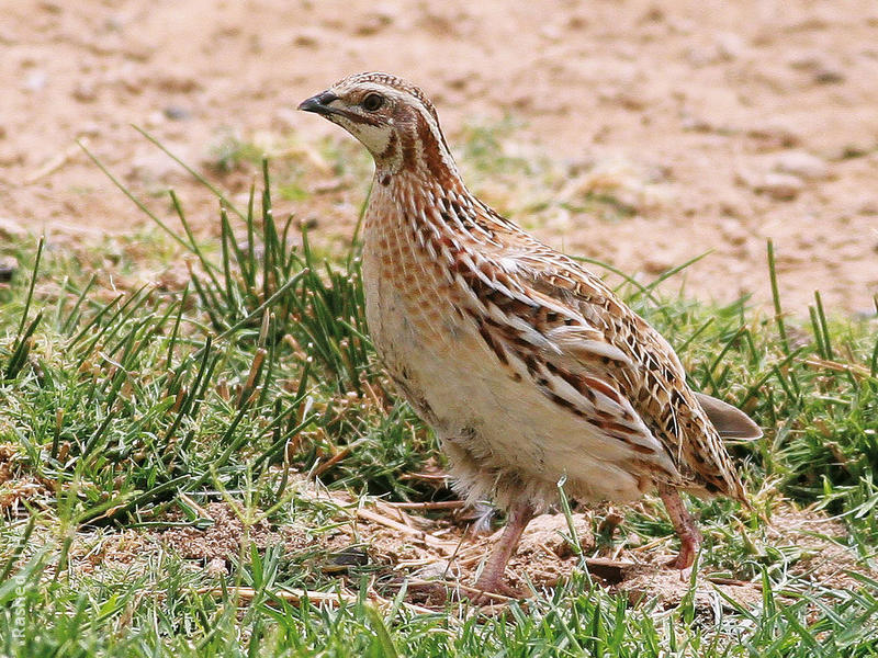 Common Quail - Female