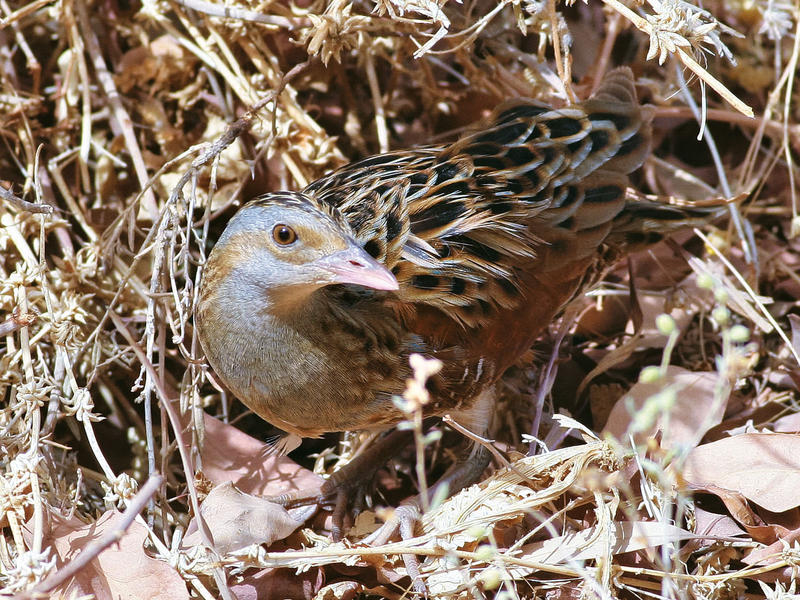 Corncrake