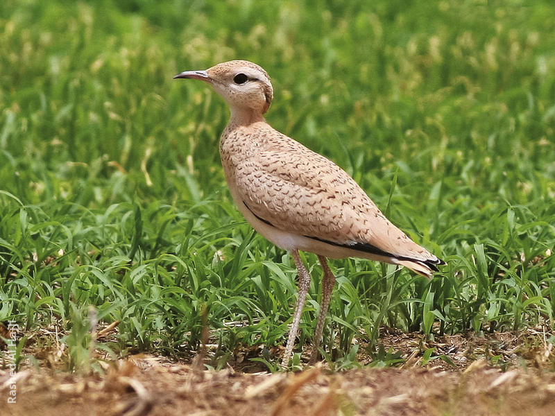 Cream-coloured Courser (Juvenile)