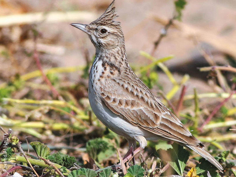 Crested Lark