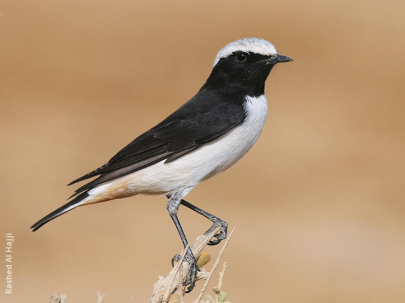 Eastern Mourning Wheatear (Male)