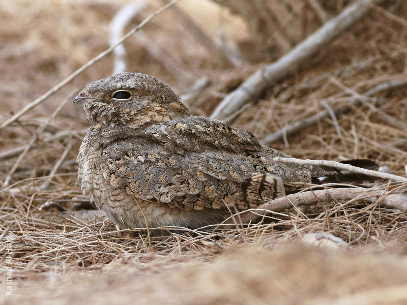 Egyptian Nightjar