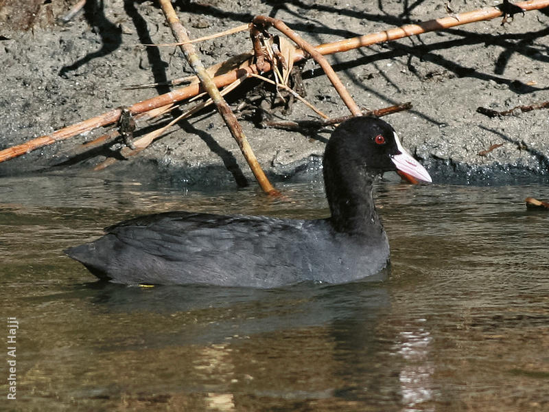 Eurasian Coot 