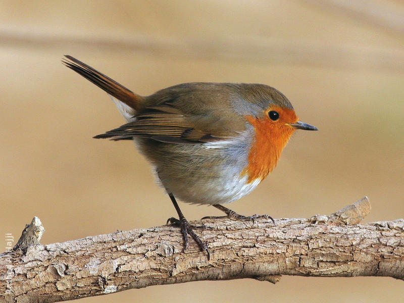 European Robin