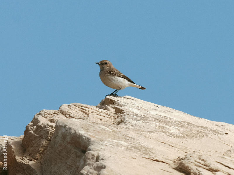 Finsch’s Wheatear (Female)