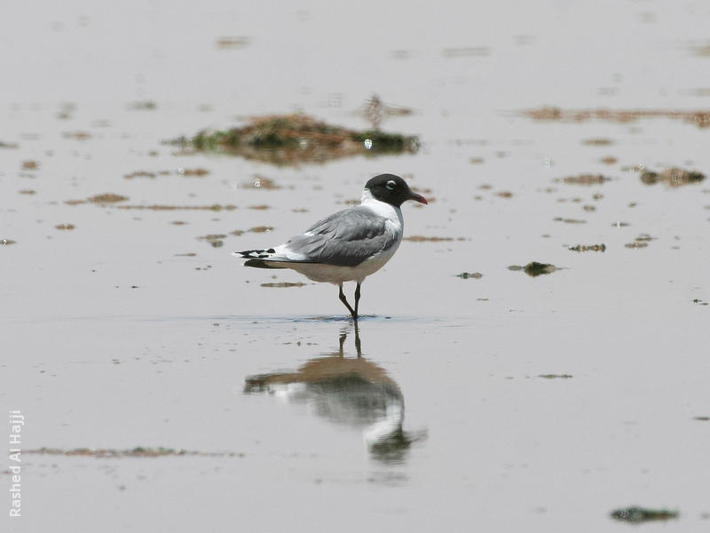 Franklin’s Gull (Summer)