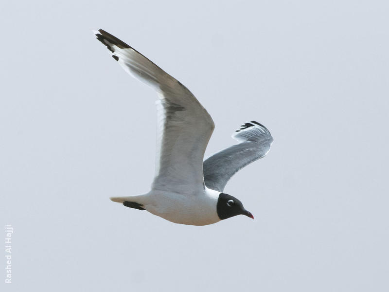 Franklin’s Gull (Summer)