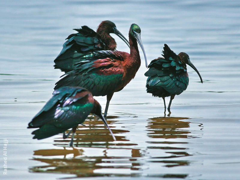 Glossy Ibis