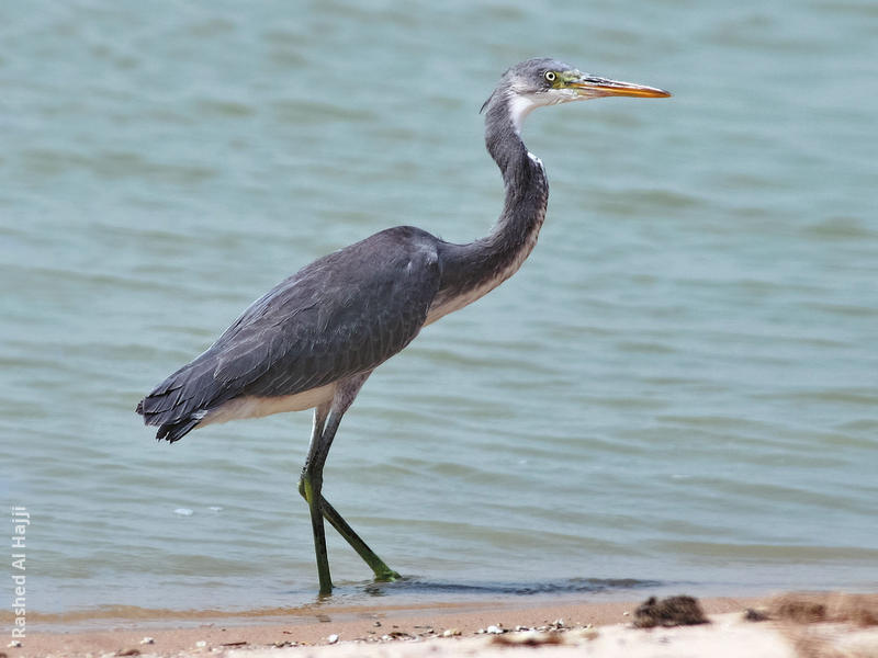 Indian Reef Heron (Immature dark morph)