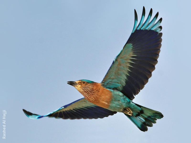 Indian Roller