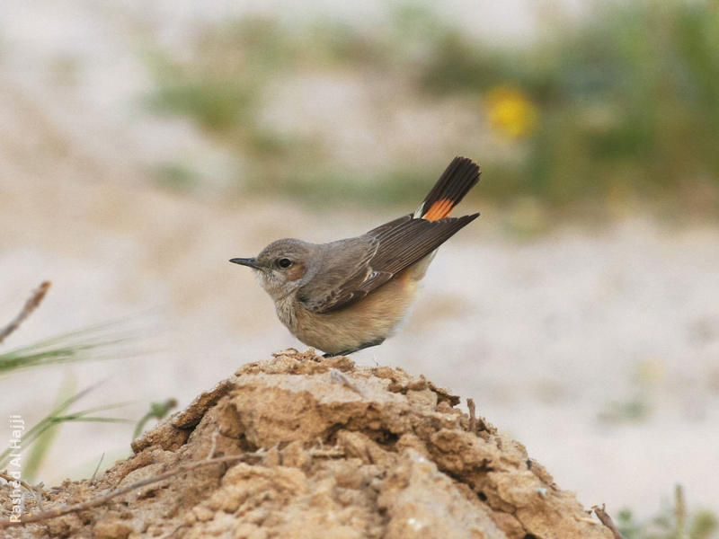 Kurdistan Wheatear (Female)