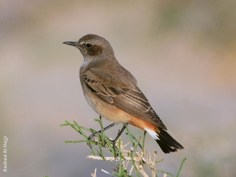 Kurdistan Wheatear (Female)