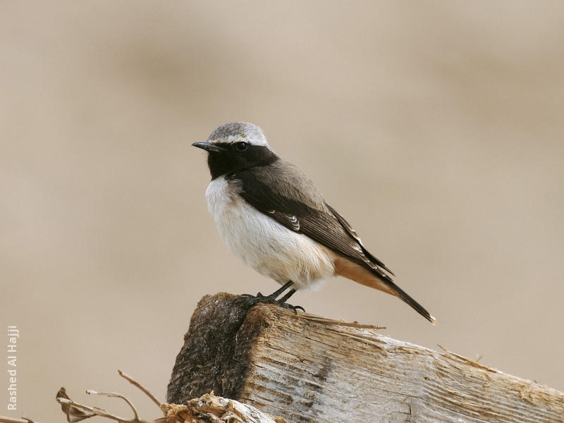 Kurdistan Wheatear (Male)