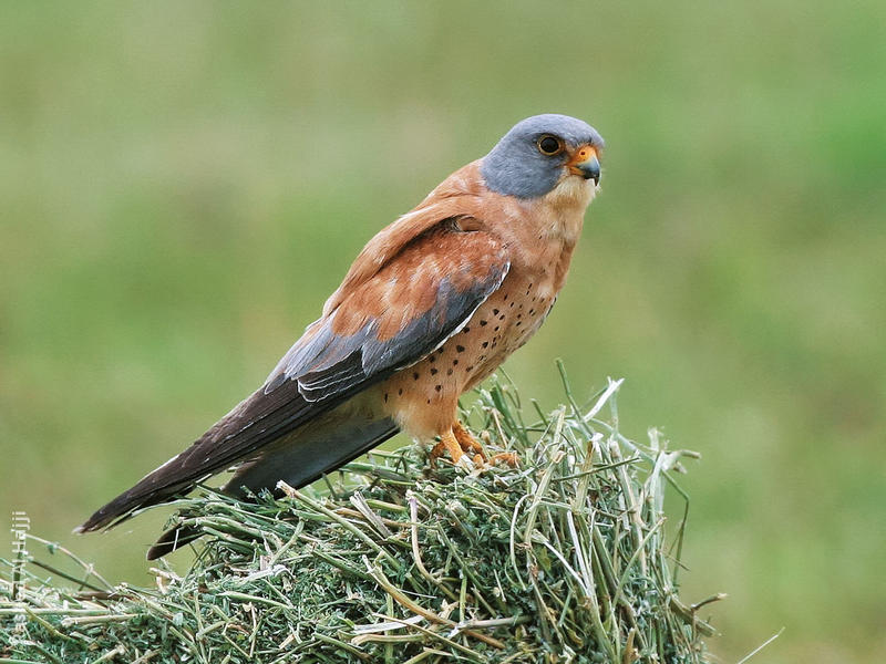 Lesser Kestrel (Male)