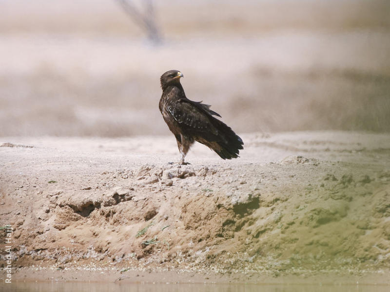 Lesser Spotted Eagle