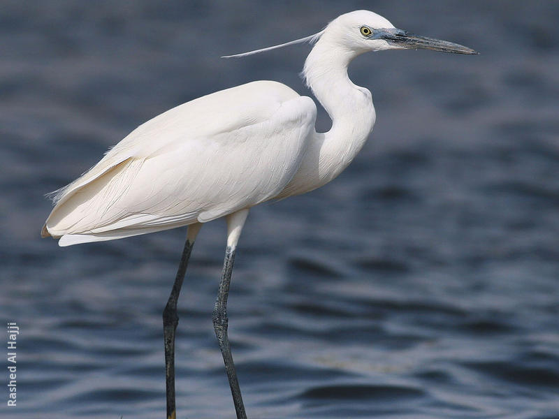 Little Egret