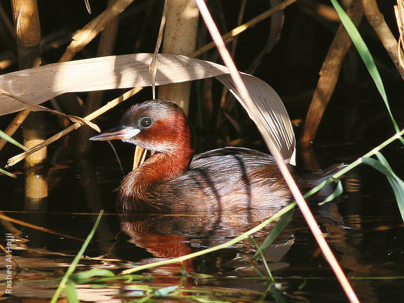 Little Grebe (Summer)