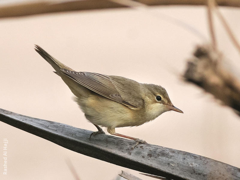 Marsh Warbler