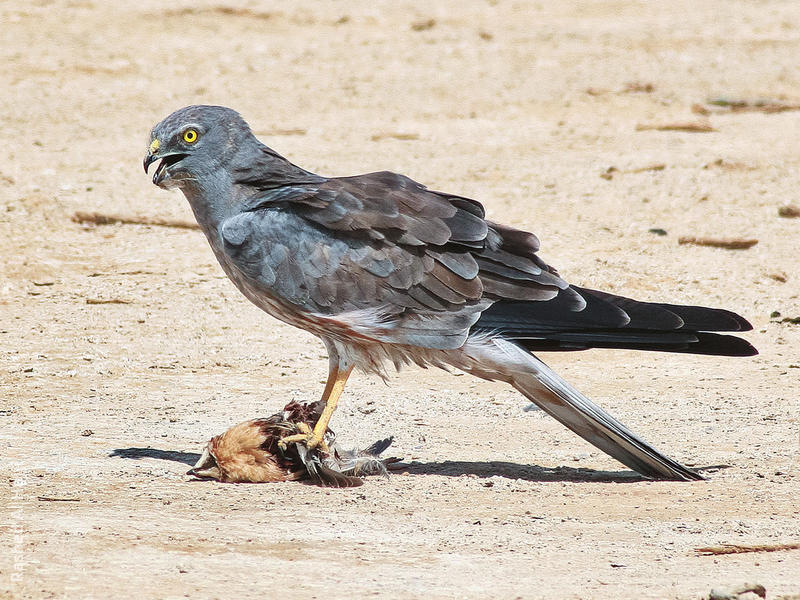 Montagu’s Harrier (Male)