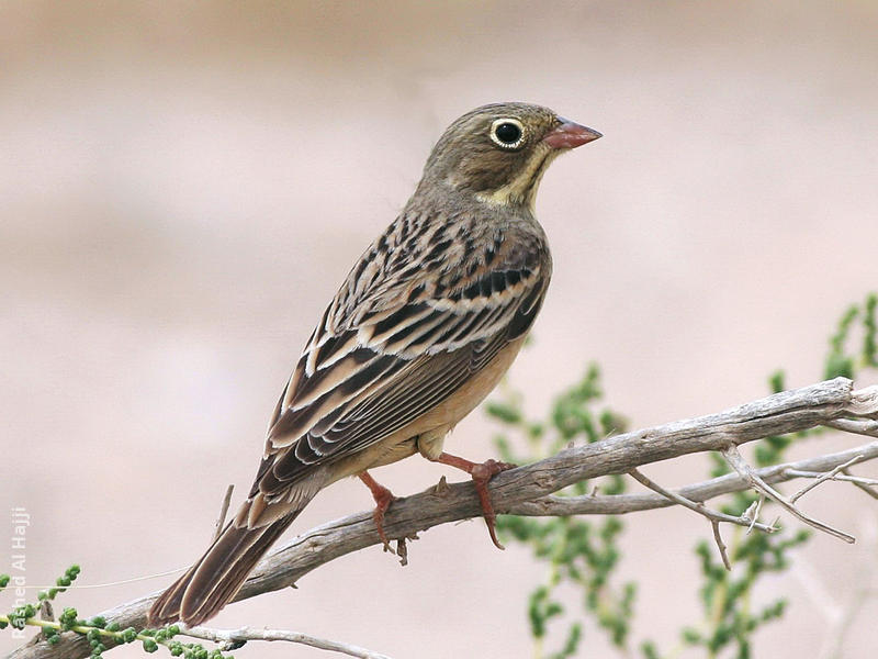 Ortolan Bunting (Female)