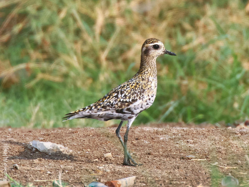 Pacific Golden Plover (Non - breeding autumn)