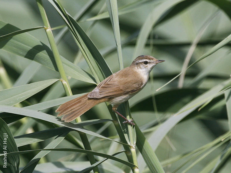 Paddyfield Warbler