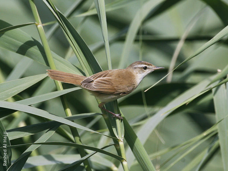 Paddyfield Warbler