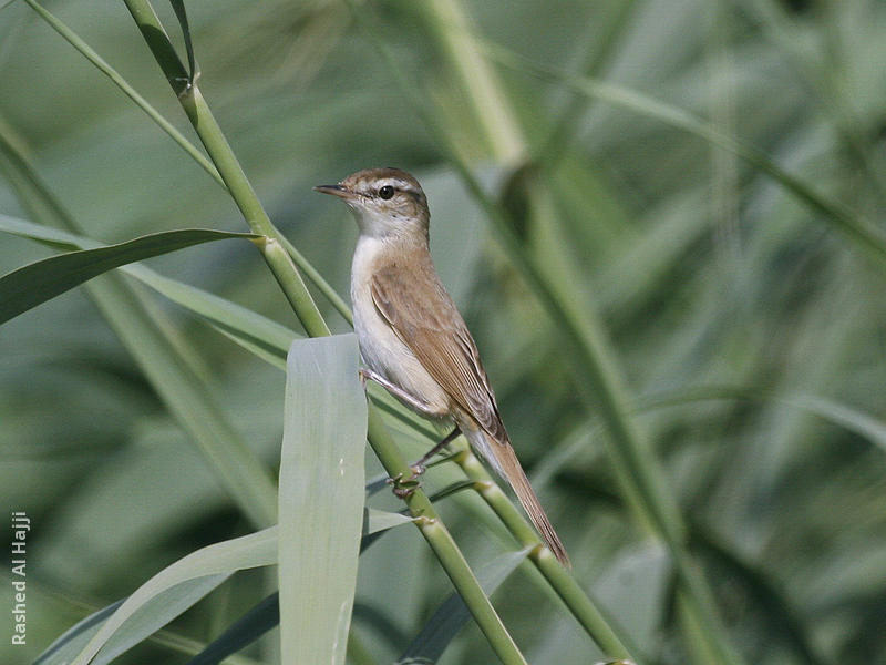 Paddyfield Warbler