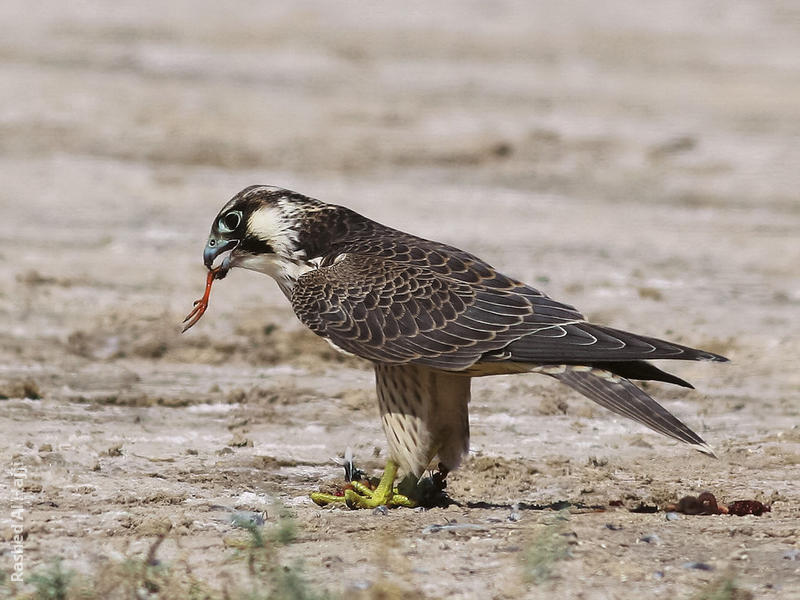 Peregrine Falcon (Immature)