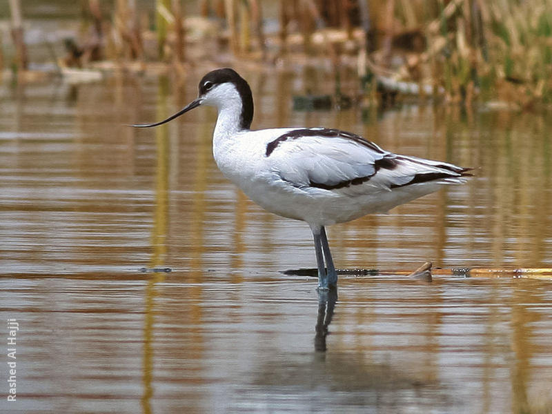 Pied Avocet (Female)