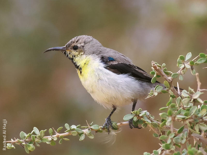 Purple Sunbird (Winter)