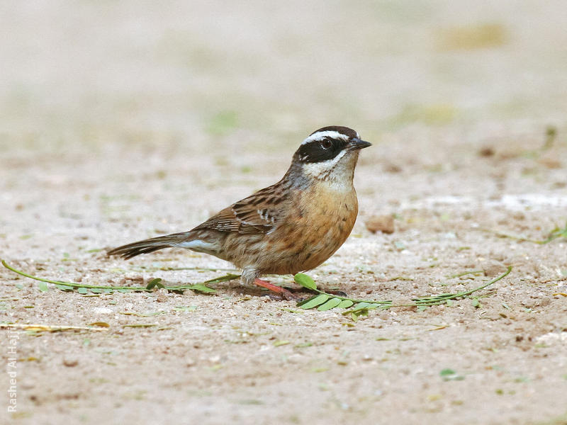 Radde’s Accentor 