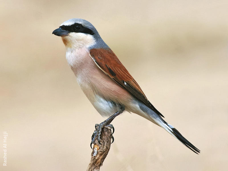 Red-backed Shrike (Male)