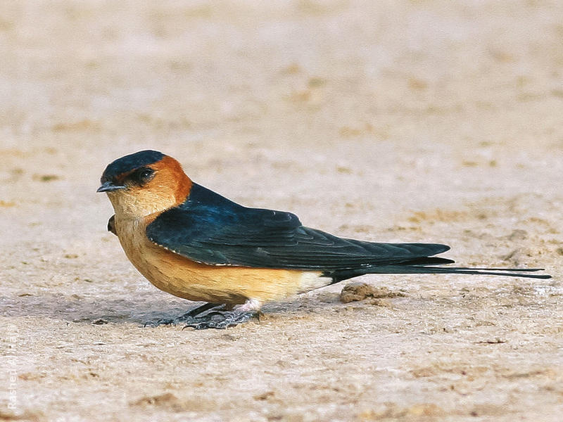 Red-rumped Swallow (Male)