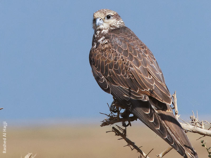 Saker Falcon