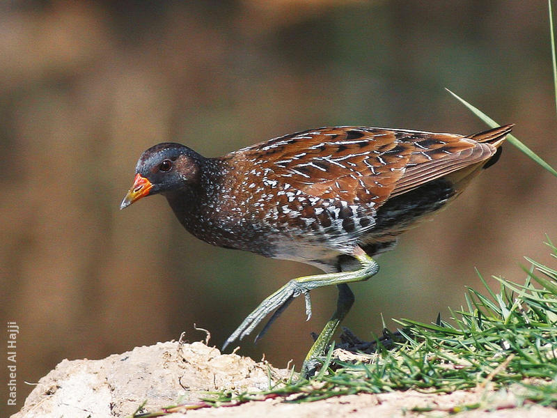 Spotted Crake (Breeding plumage)