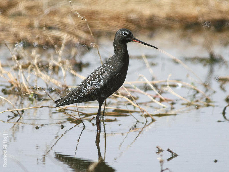 Spotted Redshank (Breeding plumage)