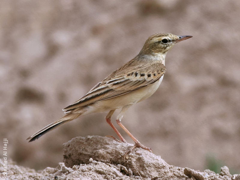 Tawny Pipit 