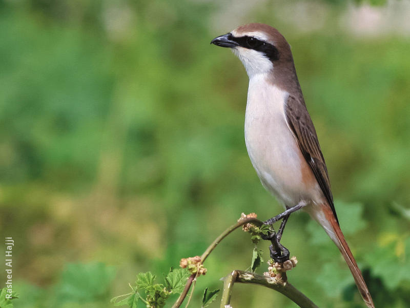 Turkestan Shrike (male)